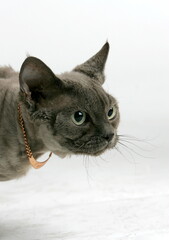 Grey cat in the studio on a white background with a gold jewelry around its neck