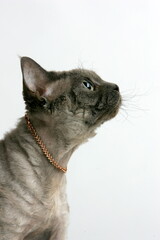 Grey cat in the studio on a white background with a gold jewelry around its neck