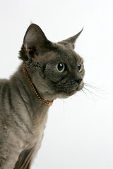 Grey cat in the studio on a white background with a gold jewelry around its neck