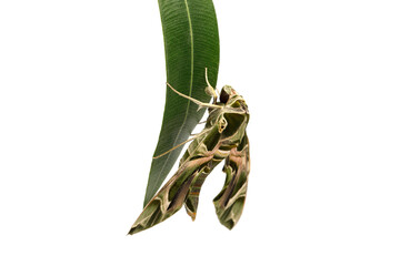 Isolated butterfly Oleander Hawk moth sitting on leaf, macro