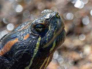 アカミミガメ（ミドリガメ）