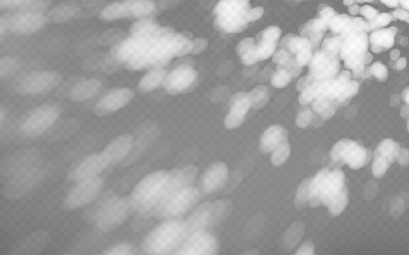 Abstract shadow overlay from foliage on a transparent background.