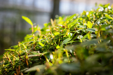 Close-Up of Green Tree Leaves with Sunlight and Soft Bokeh Background