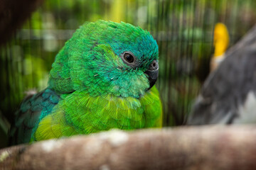 Close-Up of a Beautiful Green Parrot with Detailed Feathers and Striking Eye Contact