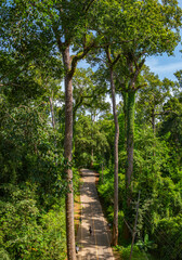 An aerial view of a serene road winding through a dense tropical forest, surrounded by towering...