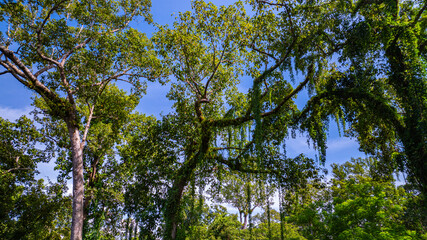 large and tall teak forest bathed in sunlight, with tall, slender trees reaching toward the sky. The soft rays of light filtering through the branches create a serene and enchanting woodland
