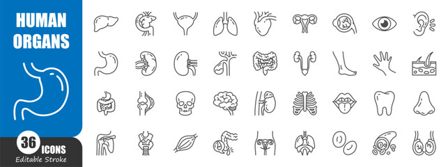 Human internal organs . Medical outline icon . Editable stroke . Vector .