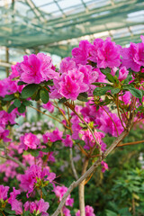 Blooming pink japan Azalea Ericaceae flowers, rhododendron flower macro, background. Evergreen decorative plant outdoor or in orangery in botanical garden. Gardeining, plant breeding