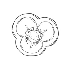 Hand drawn sketch half pepper. Pepper cut in half isolated on white background