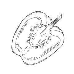 Hand drawn sketch half pepper. Pepper cut in half isolated on white background