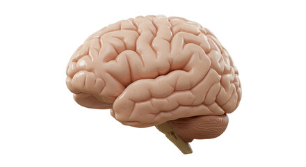 Isolated Human Brain Anatomy