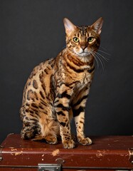Obraz premium Bengal cat sitting on a vintage suitcase against a dark background. Studio shot capturing the feline's striking coat pattern and attentive expression. Elegant and detailed animal portrait.