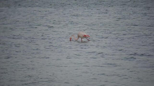 Video di un fenicottero bianco e rosa, che cammina e muove il collo per pescare,  nella laguna di Cagliari in Sardegna