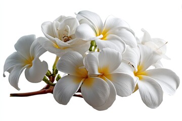Naklejka premium Close up of delicate white plumeria flowers