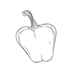 Whole bell pepper line icon vector illustration. Hand drawn outline fresh raw paprika