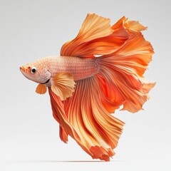 Fototapeta premium Betta Fish Side View Ultra HD Aquarium Photo