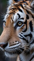 Fototapeta premium Close-up of Bengal tiger face with golden eyes and bold black stripes