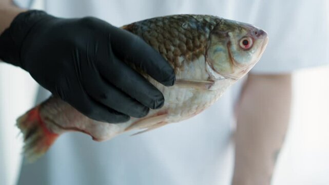 Dead cleaned fish on a white plate.
Chef in gloves holds dead fish before grilling.
Close-up of cleaned carp in hands