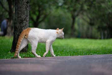 Cat walks in the park
