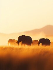 Fototapeta premium Elephants walking through golden savannah grass at sunset, wildlife in African wilderness with warm atmospheric light