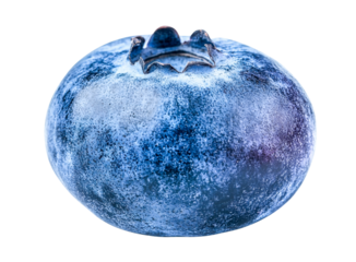 blueberry macro photo - closeup of blue berry on white background