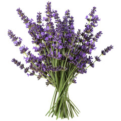 A bouquet of fresh lavender stems with vibrant purple flowers and green stalks.