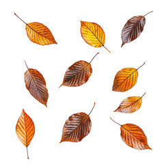 Fototapeta premium Autumn leaves in a geometric pattern