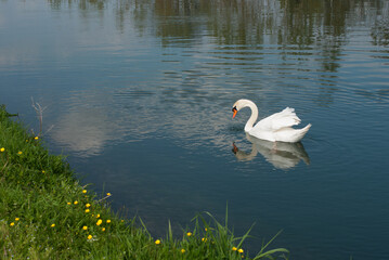 cigno nel canale d'acqua in cerca di cibo