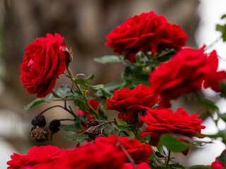 beautiful red roses in garden