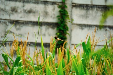 Obraz premium Small sparrow perched on a corn leaf, showcasing its vibrant plumage.