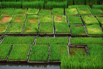 Vibrant green rice seedlings in a tray, a sign of a bountiful harvest.
