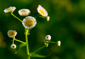 Fleabane daisies glowing in early morning sun in Audubon Acres, Chattanooga, Tennessee