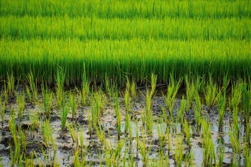 Young rice plants sprout in the lush green rice fields.