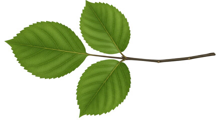Isolated Green Leaves on a Branch