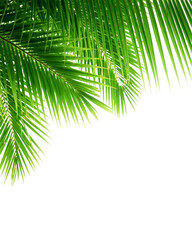 Fototapeta premium Green palm leaf in corner isolated on white background