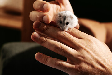 Small white hamster exploring a hand in a cozy indoor setting during the evening hours