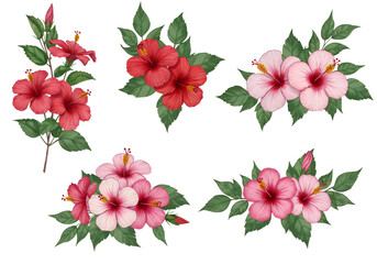 Red and Pink Hibiscus Flower Arrangements - Isolated on transparent background

