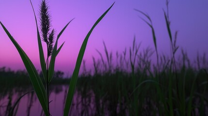 Obraz premium Silhouetted Grasses and Purple Sky during a tranquil and vibrant sunset