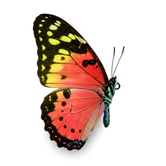 Isolated butterfly with vibrant wings