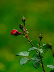 beautiful red rose in the nature