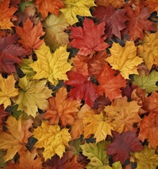 Obraz premium Close-up of maple leaves, various shades of autumn colors, autumn, close-up