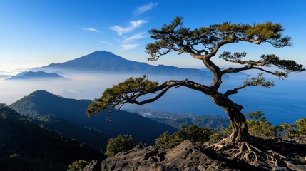 Obraz premium An old tree on a mountain ridge with mountains and sea