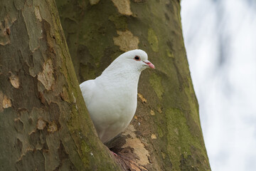 Pigeon biset mâle leucique blanc aux yeux noirs dans un arbre