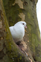 Pigeon biset mâle leucique blanc aux yeux noirs dans un arbre
