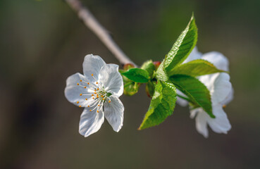 Beautiful delicate flowers have blossomed on the fruit trees.