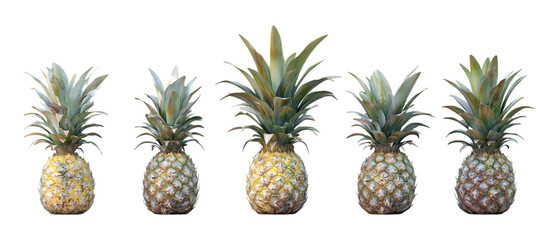 Fototapeta premium Five fresh, whole pineapples featuring vibrant green crowns are professionally isolated on a bright transparent background.