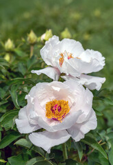 A bush of tree peony with large and beautiful flowers.