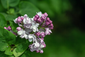 Lilacs are blooming in the park. The clusters of flowers are pleasing to the eye. The scent of blooming lilacs spreads around.
