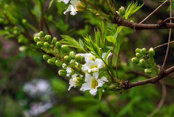 Xanthoceras inflorescence. The delicate clusters of Xanthoceras flowers stand out well against the green background of the foliage.