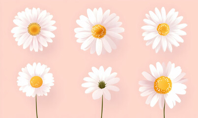 Obraz premium A collection of vibrant daisies on a soft pink background, showcasing their delicate petals and bright yellow centers, perfect for floral design.